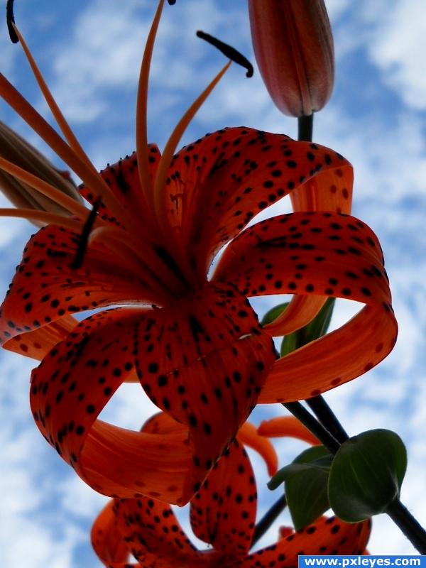 Cemetary flower